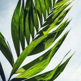 Palm-Sunday-Call-to-Worship-Website-Block-b